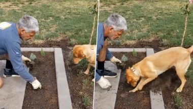 Viral video: झाड लावण्यासाठी पाळीव कुत्र्याने केली मालकाची मदत, पाहा व्हिडीओ